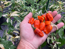 Load image into Gallery viewer, Thunder Nugs (Pepper Seeds)