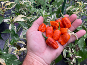 Thunder Nugs (Pepper Seeds)