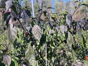 Chuparita (Mix)(T-E) (Pepper Seeds)