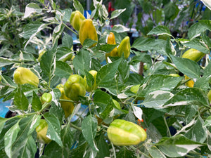 Orange Fish (Pepper Seeds)