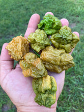 Load image into Gallery viewer, Naglah Mustard (Pepper Seeds)