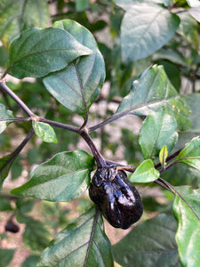 PurpleGum Black Cream (Pepper Seeds)