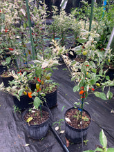 Load image into Gallery viewer, Tiger Anaheim (T-E Mix) (Pepper Seeds)