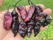 Load image into Gallery viewer, Pandora’s Box Pimenta Jolokia/PJ Mix (Pepper Seeds)