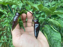 Load image into Gallery viewer, PJ Red OG (Pepper Seeds)