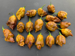 Golden Haze Horizon (Pepper Seeds)