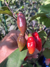 Load image into Gallery viewer, Chupacabra (T-E) (Pepper Seeds)