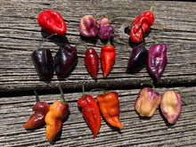 Load image into Gallery viewer, Pandora’s Box Pimenta Jolokia/PJ Mix (Pepper Seeds)