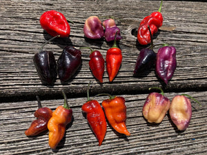 Pandora’s Box Pimenta Jolokia/PJ Mix (Pepper Seeds)