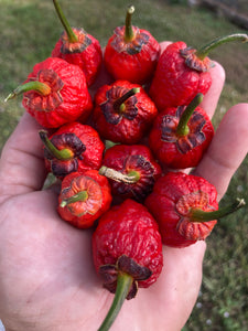 MedullaGum (Pepper Seeds)