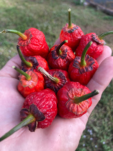 MedullaGum (Pepper Seeds)