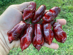 Maroon Voltron (T-E)(Pepper Seeds)