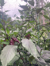Load image into Gallery viewer, Pink Wendigo (T-E) (Pepper Seeds)