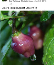 Load image into Gallery viewer, Roxa Lantern (Pepper Seeds)