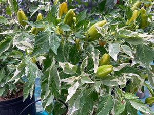 Orange Fish (Pepper Seeds)