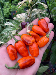 Thunder Nugs (Pepper Seeds)