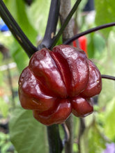 Load image into Gallery viewer, Bryan’s Blood (Darkside Mix) (Pepper Seeds)