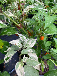 Thunder Nugs (Pepper Seeds)