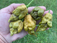 Load image into Gallery viewer, Green GhostScorpion T-E (Limited)(Pepper Seeds)