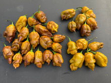 Load image into Gallery viewer, Golden Haze Horizon (Pepper Seeds)