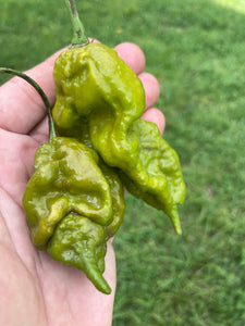 Lime Ghost Scorpion T-E (Limited)(Pepper Seeds)