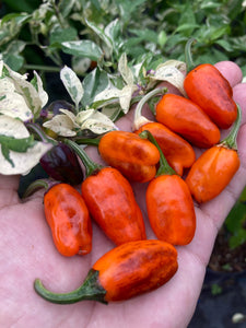 Thunder Nugs (Pepper Seeds)