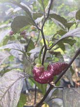 Load image into Gallery viewer, BBG x Dream (Nogum)(Pepper Seeds)