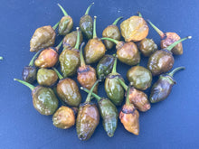 Load image into Gallery viewer, MonsterGum Leopard (Mustard)(Pepper Seeds)