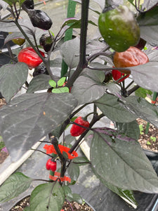 Bryan’s Emperor Blood (Pepper Seeds)