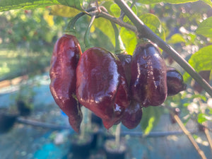 Maroon Voltron (T-E)(Pepper Seeds)