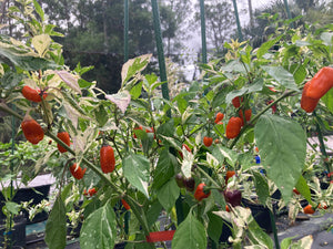 Thunder Nugs (Pepper Seeds)