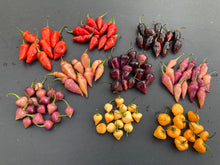 Load image into Gallery viewer, Red Wendigo (T-E) (Pepper Seeds)