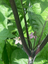 Load image into Gallery viewer, Bhut Jolokia Purple/Peach (Pepper Seeds)