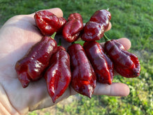 Load image into Gallery viewer, Maroon Voltron (T-E)(Pepper Seeds)