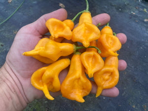 Soul Squeeze (Pepper Seeds)