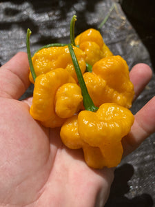 Kokomo Bonnet (Pepper Seeds)