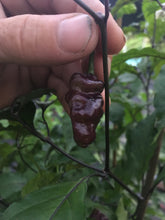 Load image into Gallery viewer, Roxa Lantern (Pepper Seeds)