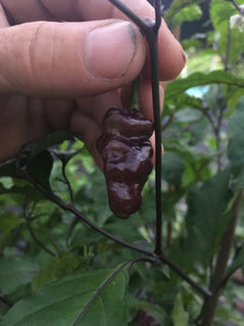 Roxa Lantern (Pepper Seeds)