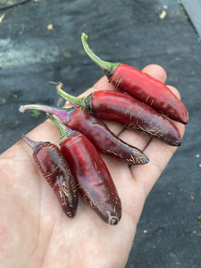 BadPhish (Pepper Seeds)