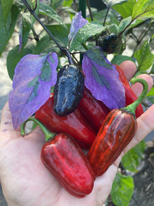 Bryan’s Klingon Blood (Pepper Seeds)