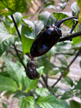 Load image into Gallery viewer, PurpleGum Black Cream (Pepper Seeds)