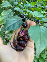 Load image into Gallery viewer, PurpleGum Black Cream (Pepper Seeds)