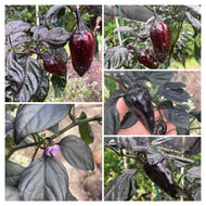 Naraka (VSRP Poblano) (Pepper Seeds)