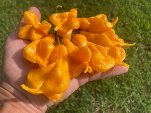 Soul Squeeze (Pepper Seeds)