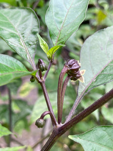 Purplegum Orange Blushed (Pepper Seeds)