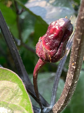 Load image into Gallery viewer, Purplegum (T-E Mix)(Pepper Seeds)