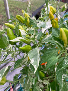 Orange Fish (Pepper Seeds)