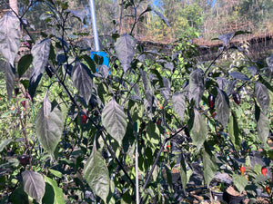 Chuparita (Mix)(T-E) (Pepper Seeds)