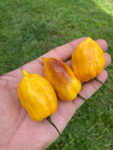Load image into Gallery viewer, Purple Uprising Yellow (Pepper Seeds)