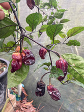 Load image into Gallery viewer, Dark BBG Horizon (Pepper Seeds)